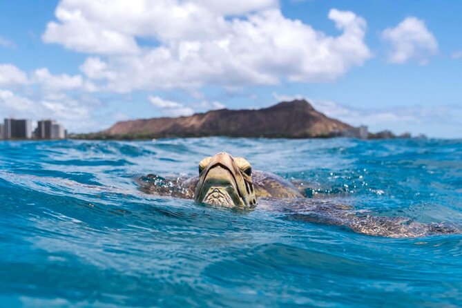 Turtle Canyon Snorkel Adventure - Small Group 6 Passengers - What to do before you go (so day-of feels easy)