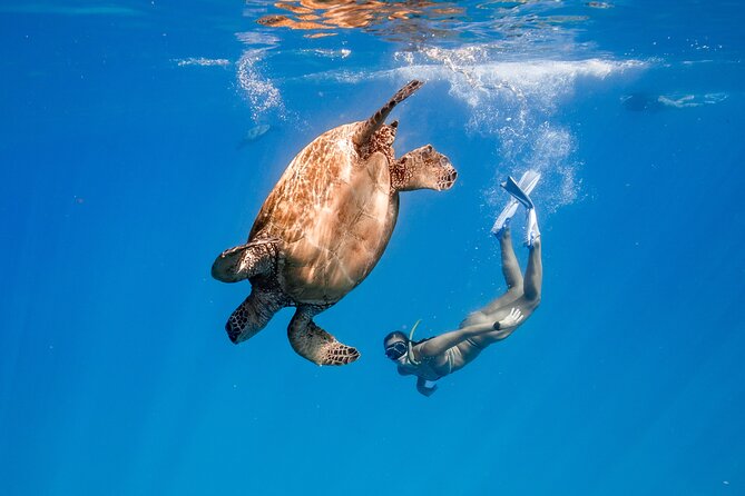 Turtle Canyon Snorkel: Semi Private Boat Tour - Key highlights worth your time
