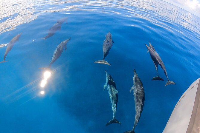 Turtle Canyon Snorkel: Semi Private Boat Tour - Turtle Canyon by Zodiac: small-group time on the water