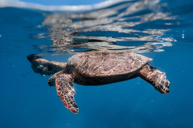 Turtle Canyon Snorkel: Semi Private Boat Tour - Turtle Canyon swim: how you actually get turtle sightings