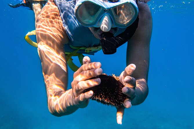 Turtle Canyon Snorkel: Semi Private Boat Tour - Photos and video: what’s worth paying for