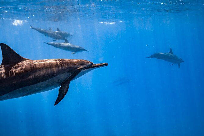 Turtle Canyon Snorkel: Semi Private Boat Tour - Price and value: is $109 for turtles a good deal?