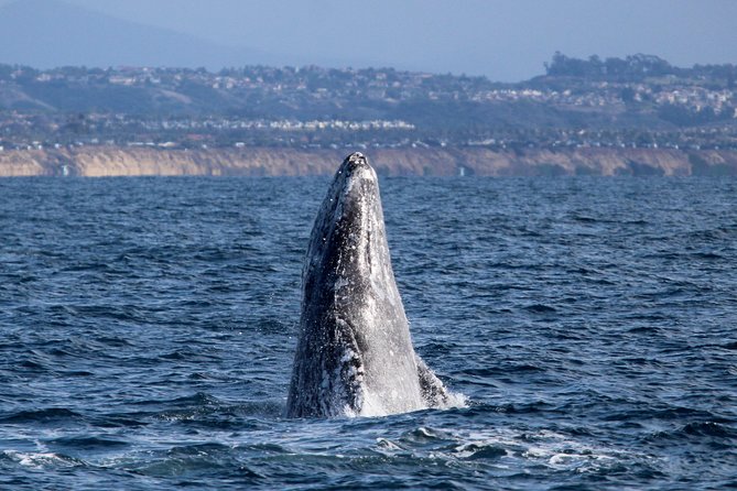 Two-Hour Luxury Whale Watching Tour from Oceanside - Key takeaways before you go