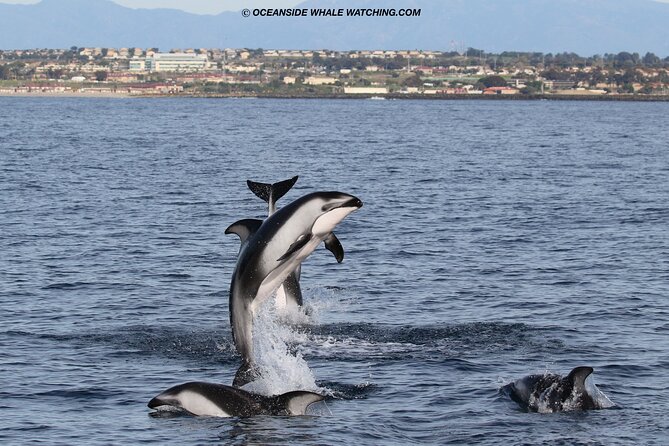 Two-Hour Luxury Whale Watching Tour from Oceanside - Wildlife odds: whales vs. dolphins vs. sea lions