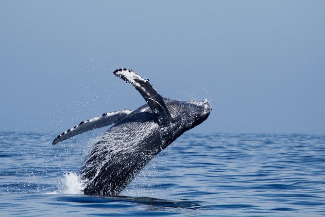Two-Hour Luxury Whale Watching Tour from Oceanside - The crew experience: live narration and real help when spotting animals