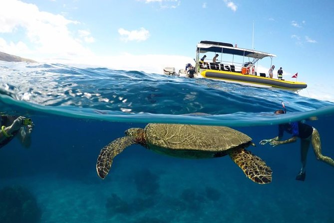 Ultimate 4 Hour Lanai Snorkel and Dolphin Encounter - What You’ll Love Most on This Lanai Snorkel and Dolphin Tour