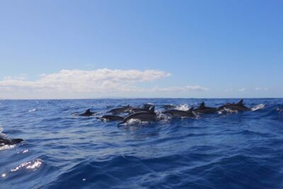 Ultimate 4 Hour Lanai Snorkel and Dolphin Encounter - Meet at Lahaina Front Street and Get Set for a 9:00 AM Start