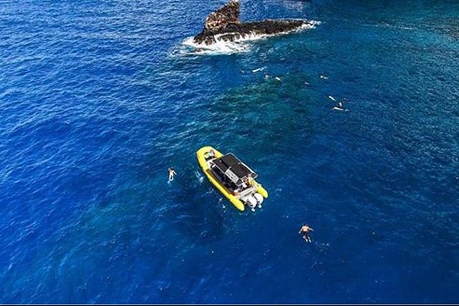 Ultimate 4 Hour Lanai Snorkel and Dolphin Encounter - What You Can Expect to See: Dolphins, Turtles, Sharks, and Sometimes Whales