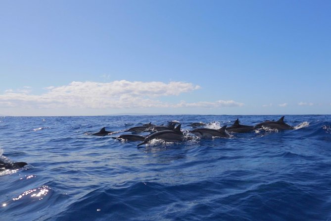Ultimate 4 Hour Lanai Snorkel and Dolphin Encounter - Meet at Lahaina Front Street and Get Set for a 9:00 AM Start