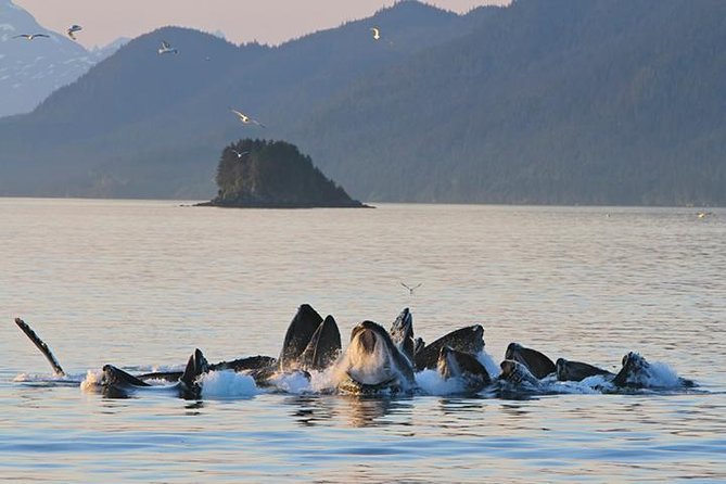 Ultimate Juneau Whale Watch and Mendenhall Glacier View - Key highlights worth your attention