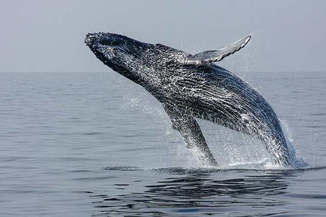 Ultimate Juneau Whale Watch and Mendenhall Glacier View - Wildlife beyond humpbacks: your bonus sightings checklist