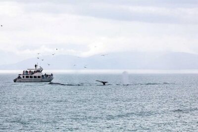 Ultimate Juneau Whale Watch and Mendenhall Glacier View - The 2-hour whale hunt: what happens once you hit the water