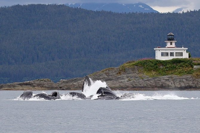 Ultimate Juneau Whale Watch and Mendenhall Glacier View - Timing and logistics: how to avoid wasting your limited hours
