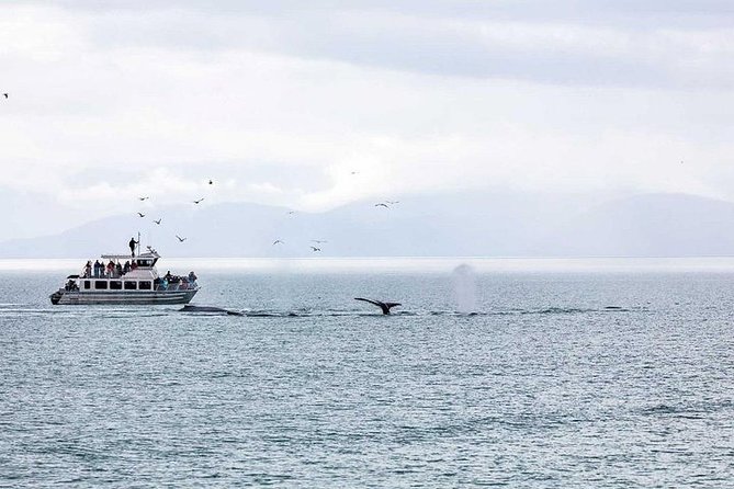 Ultimate Juneau Whale Watch and Mendenhall Glacier View - The 2-hour whale hunt: what happens once you hit the water