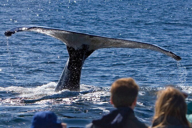 Ultimate Whale Watch and Tracy's Crab Shack Combo - Key things to know before you book