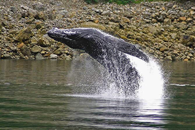 Ultimate Whale Watch and Tracy's Crab Shack Combo - Who this tour fits best (and who might not love it)