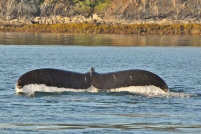 Ultimate Whale Watch and Tracy's Crab Shack Combo - Tracy’s Crab Shack stop: what you’re really paying for (and what can change)