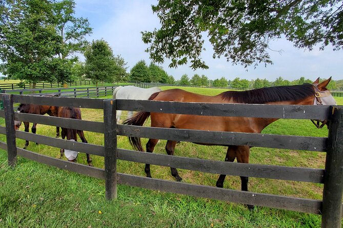 Unique Horse Farm Tours with Insider Access to Private Farms - The Thoroughbred Center: yearlings swimming for exercise