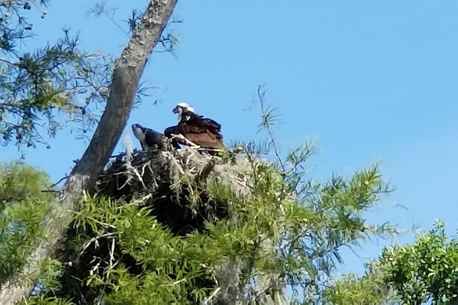 Waccamaw River Nature and Wildlife Tour - A Cypress-Shadowed Ride That Beats the Myrtle Beach Beach Day
