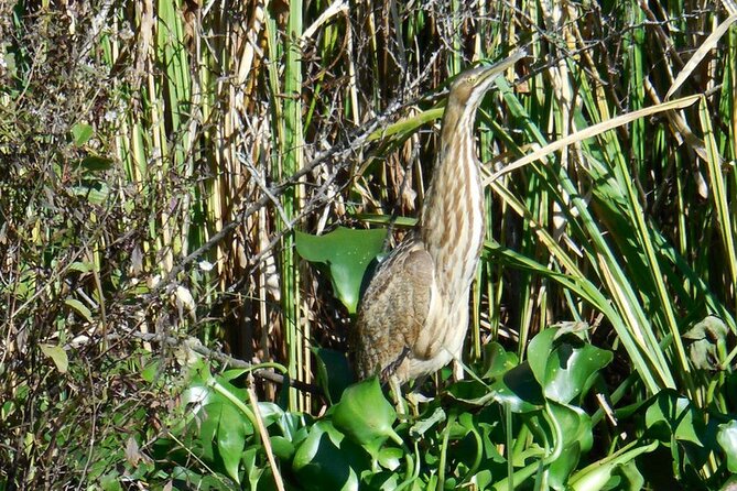 Waccamaw River Nature and Wildlife Tour - Price and What $46 Buys in the Real World