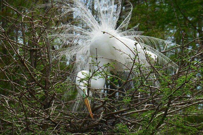 Waccamaw River Nature and Wildlife Tour - Bring Binoculars? Here’s When They’re Worth It