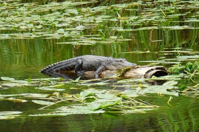 Waccamaw River Nature and Wildlife Tour - The 2-Hour Route: Waccamaw River, Intracoastal Waterway, and Swamps
