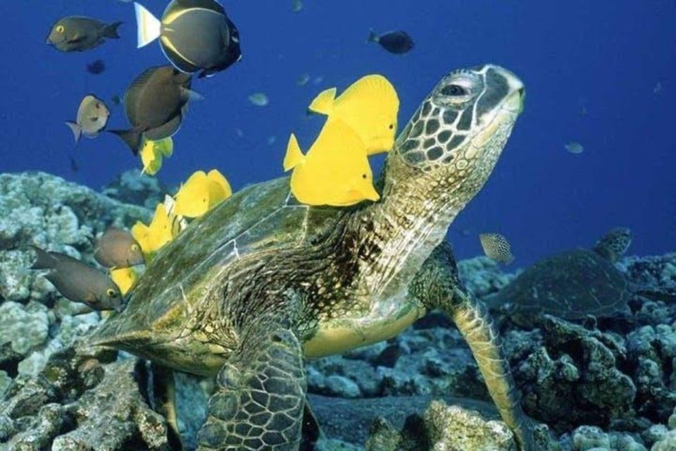 Waikiki Beach: Turtle Snorkeling and Sailing on Hāwea - Meeting Hāwea behind Duke Kahanamoku: simple, but don’t wait at the statue