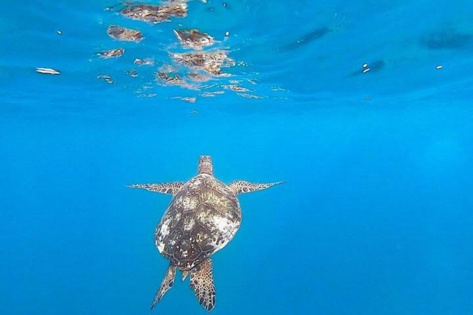 Waikiki Beach: Turtle Snorkeling and Sailing on Hāwea - Waikiki sail after snorkeling: the part that feels like a reward