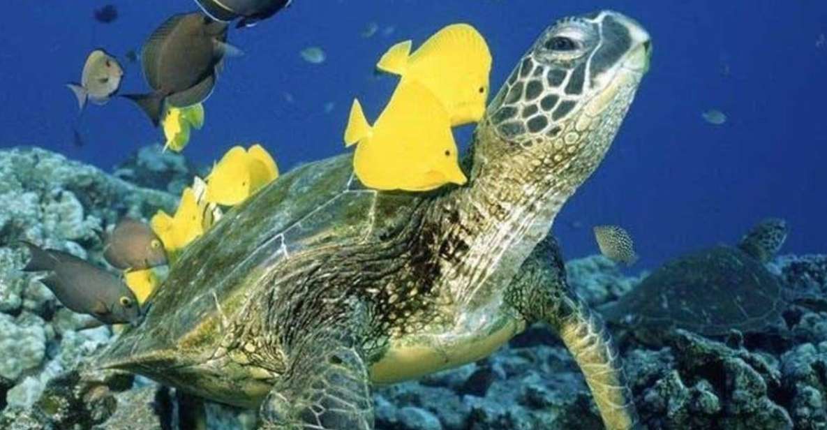 Waikiki Beach: Turtle Snorkeling and Sailing on Hāwea - Turtle Canyon snorkel: what makes the turtle sightings feel worth it