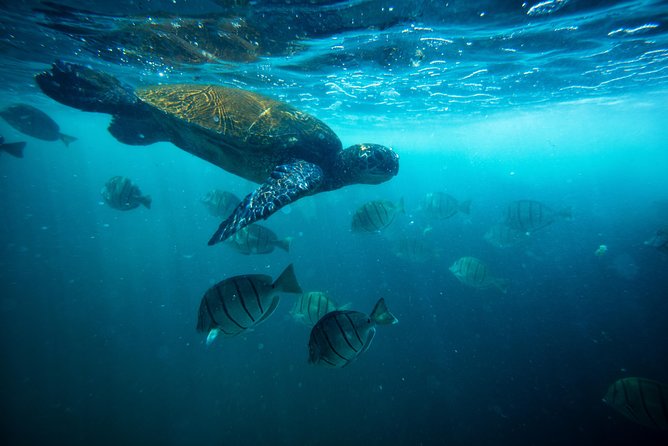 Waikiki Catamaran Snorkel Sail with Lunch: Turtles Guaranteed - Catamaran comfort plus a turtle mission from Waikiki