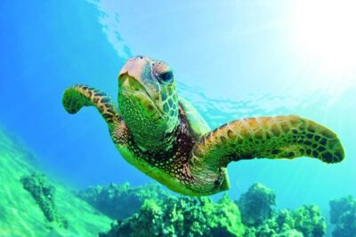 Waikiki Catamaran Snorkel Sail with Lunch: Turtles Guaranteed - Price and value: what you’re really paying for