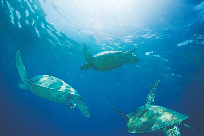 Waikiki Catamaran Snorkel Sail with Lunch: Turtles Guaranteed - Turtle Canyon snorkel: the main event