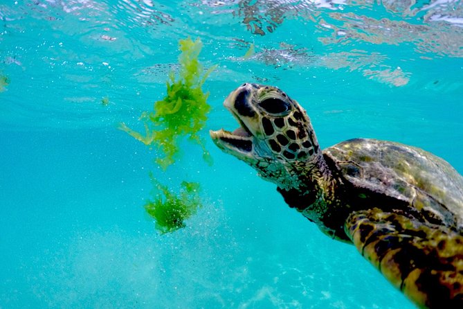 Waikiki Catamaran Snorkel Sail with Lunch: Turtles Guaranteed - After snorkel: showers, dry change, and a deck break