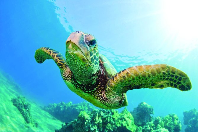 Waikiki Catamaran Snorkel Sail with Lunch: Turtles Guaranteed - Price and value: what you’re really paying for