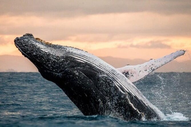 Waikiki Glass Bottom Boat Cruise - The 60-minute cruise: Waikiki Beach, Diamond Head, and wildlife searching