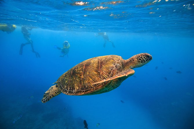 Waikiki, Hawaii: Turtle Canyon Snorkel Excursion - Key things that make this snorkel stand out
