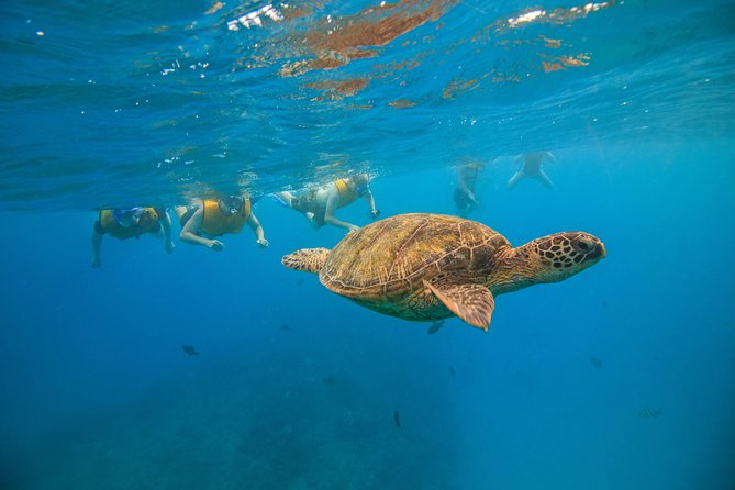Waikiki, Hawaii: Turtle Canyon Snorkel Excursion - Turtle Canyon snorkel: what the water time feels like