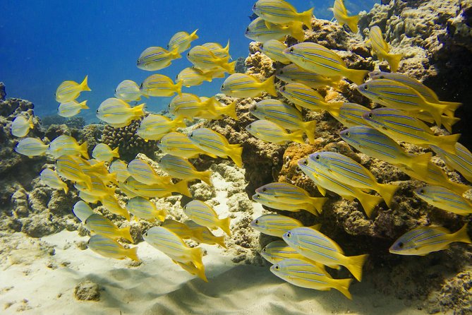 Waikiki, Hawaii: Turtle Canyon Snorkel Excursion - The guides are the whole experience (and names matter)