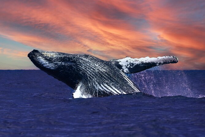 Waikiki, Oahu 2-Hour Whale Watching: Guaranteed Sightings - Key Highlights You’ll Actually Care About