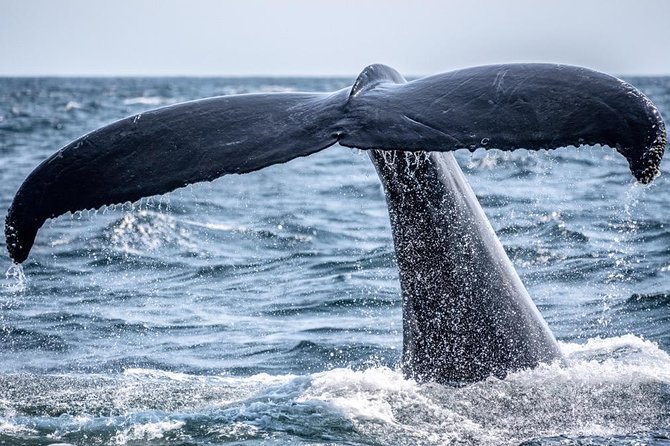 Waikiki, Oahu 2-Hour Whale Watching: Guaranteed Sightings - Why This Waikiki Whale Watch Works in Winter