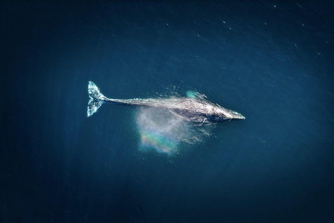 Waikiki, Oahu 2-Hour Whale Watching: Guaranteed Sightings - The Wildlife Bonus: Dolphins, Sea Turtles, and Other Ocean Surprises