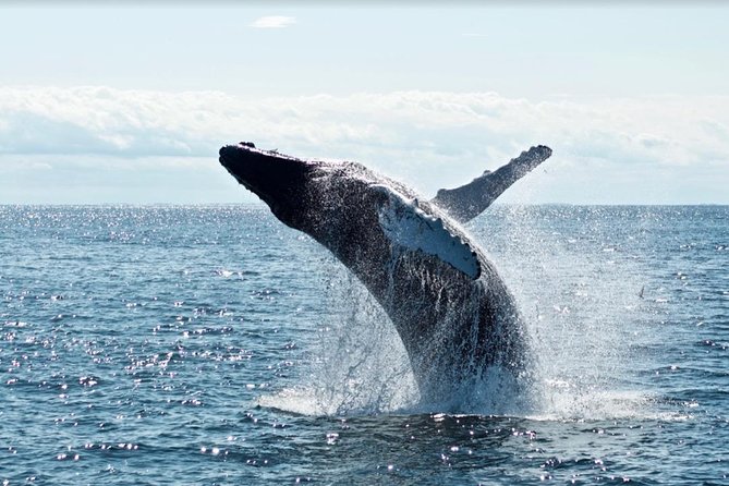 Waikiki, Oahu 2-Hour Whale Watching: Guaranteed Sightings - Two Decks, Real Views, and Staying Ready for the Next Surface