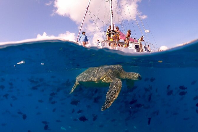 Waikiki: Turtle Canyon Snorkel - Price and Value: What $68.60 Buys You in Real Life