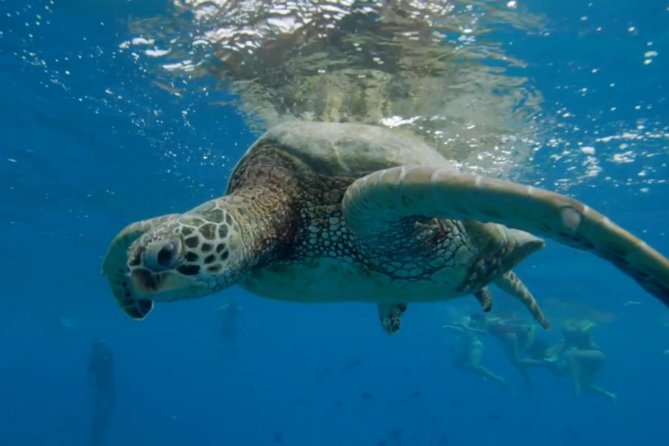 Waikiki: Turtle Canyon Snorkel - Gear, Safety, and the Basic-Swim Requirement (Don’t Skip This)