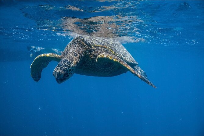 Waikiki Turtle Canyon Snorkel: Turtles Guaranteed - Cruising Waikiki With Diamond Head in View