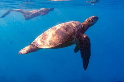 Waikiki Turtle Canyon Snorkel: Turtles Guaranteed - Getting There at Island Splash Tours: Check-In Works Fast