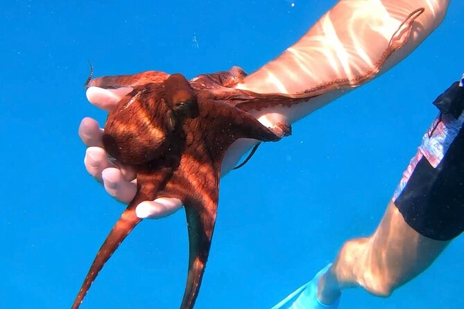 Waikiki Turtle Canyon Snorkel: Turtles Guaranteed - More Than Turtles: Reef Fish, Dolphins, and Whale Season