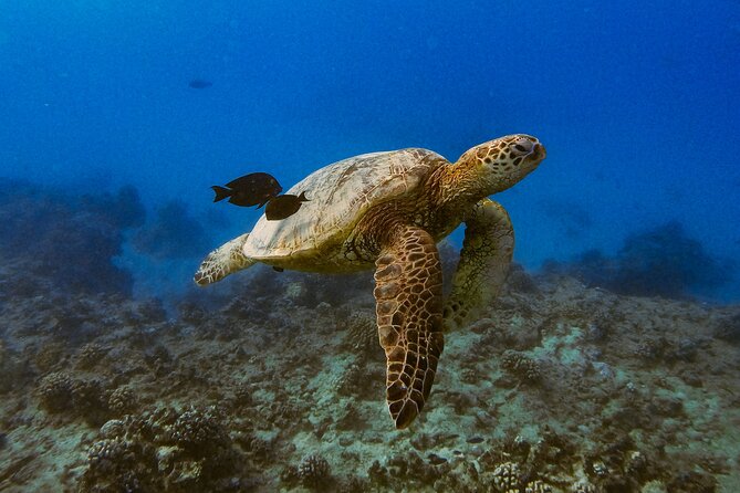 Waikiki Turtle Canyon Snorkel: Turtles Guaranteed - Crowded Reef Reality: When Turtle Canyon Feels Busy