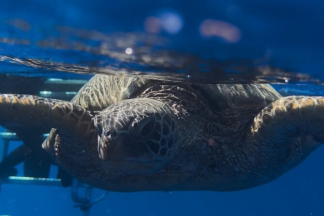 Waikiki Turtle Canyon Snorkel: Turtles Guaranteed - Water Comfort: Seasickness, Fitness, and First-Time Snorkel Skills
