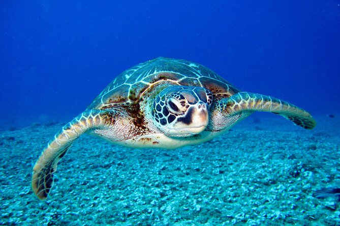 Waikiki: Turtle Canyon Snorkel - Meeting at Pink Sails Waikiki: Finding the Boat Without Stress